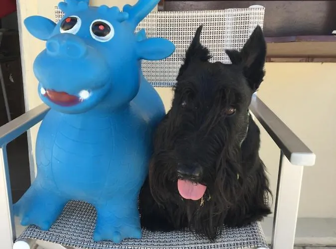 Stella Alpina מלון 3*