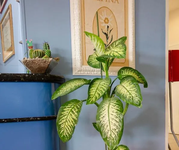 酒店 Stella Alpina 3*