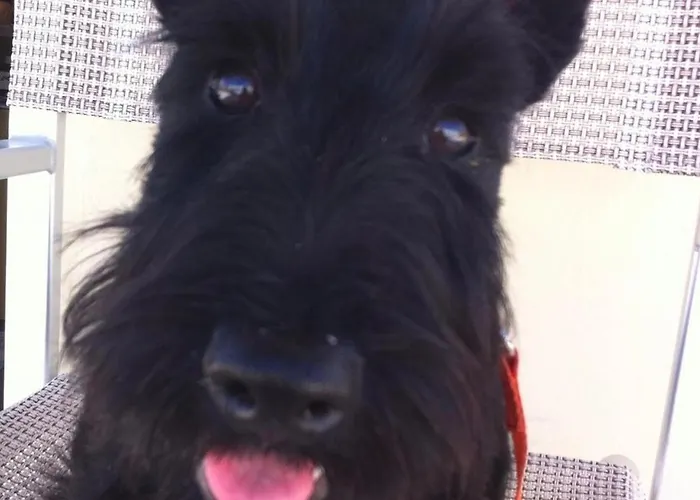 Stella Alpina 里米尼