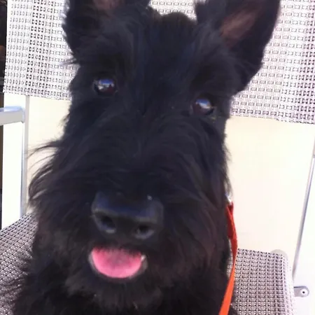 Stella Alpina Rimini